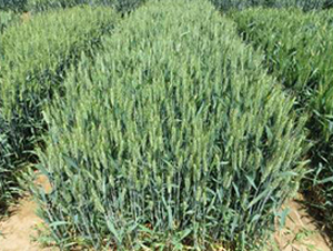 濟麥229-小麥種子-魯研農(nóng)業(yè)