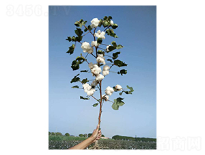 �����42-�޻��N��-�����r(n��ng)�I(y��)