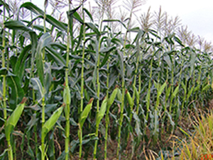 �A����8̖-���׷N��-���r(n��ng)�l(f��)