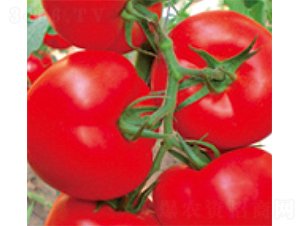 ����F1-���ѷN��-���A�N�I(y��)