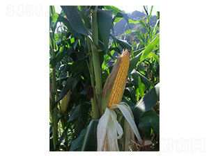 ��ʢ��718-���׷N��-���r(n��ng)�l(f��)