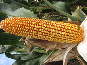 �r(n��ng)��336-���׷N��-�r(n��ng)��N�I(y��)