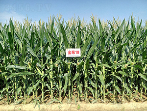 ����18-���׷N��-�����N�I(y��)