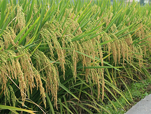 B��(y��u)268-ˮ���N��-�����r(n��ng)�I(y��)