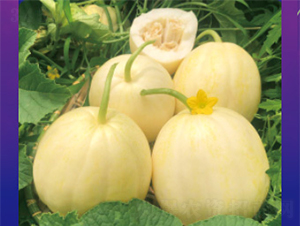 ������-��ϷN��-����N�I(y��)