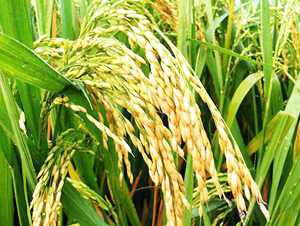 ���S��ռ-ˮ���N��-���S�r(n��ng)�I(y��)