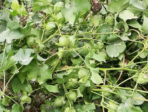 ���S��55̖(h��o)�������55��-�޻��N��-���S�r(n��ng)�I(y��)