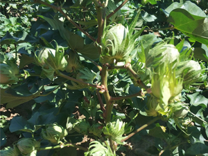 ʡ����2̖(h��o)-�޻��N��-���S�r(n��ng)�I(y��)