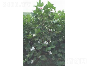 ������1̖(h��o)-�޻��N��-���S�r(n��ng)�I(y��)