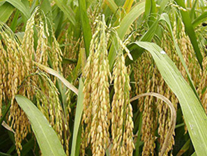 協(xié)優(yōu)728-雜交秈稻種子-中江種業(yè)