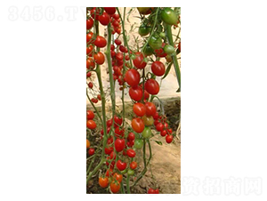 ��ɽ88-ʥŮ���N��-���̰��N�I(y��)