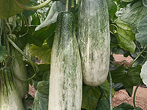 ����9̖(h��o)-��ϷN��-���N�I(y��)