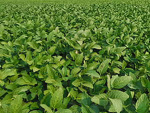 �ƶ�10̖-�󶹷N��-�A��