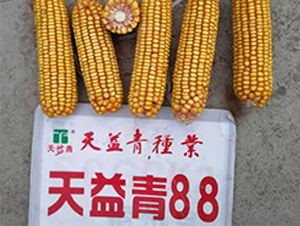 ������88-���׷N��-�A��