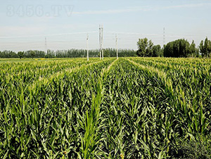 ƽ��1735-ƽ���N�I(y��)