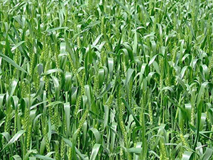 ����10̖-ƽ���N�I(y��)