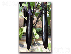 ����С��-���ӷN��-�ѹ��N�I(y��)