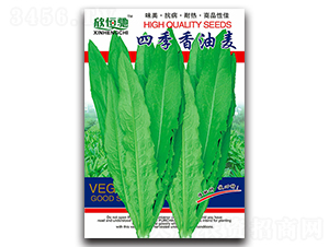 四季香油麥-油麥菜種子-恒馳種業(yè)