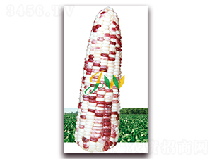 ����Ŵ100-�rʳ���׷N��-�I(y��ng)�ھ���