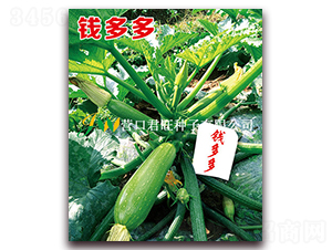 錢多多-西葫蘆種子-營口君旺