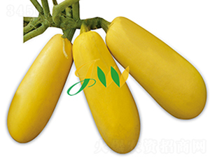 雪妃六號(hào)-西葫蘆種子-營(yíng)口君旺