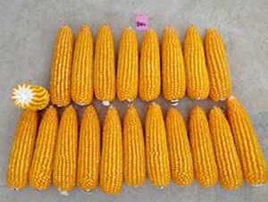 ��(zh��n)��002-���׷N��-�S��(l��)�N�I(y��)