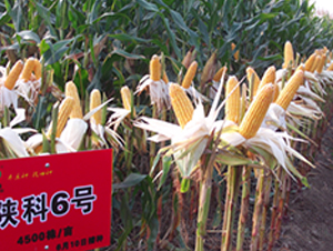 ꃿ�6̖(h��o)-���׷N��-�S��(l��)�N�I(y��)