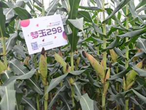 ��(m��ng)��298-���׷N��-�S��(l��)�N�I(y��)