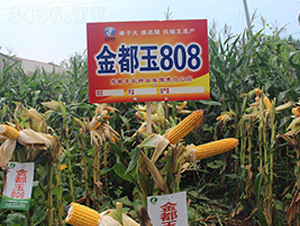 ����808-���׷N��-�S��(l��)�N�I(y��)