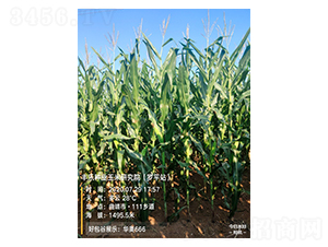 �A�W666-���׷N��-�S��(l��)�N�I(y��)