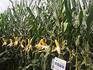 �S��831-���׷N��-�S���N�I(y��)