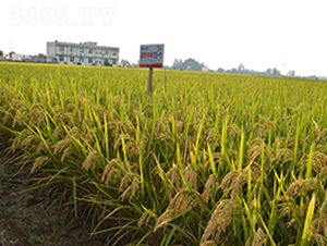 �΃�(y��u)�п�13-1-ˮ���N��-�S���N�I(y��)