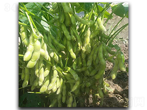 ���r��̖(h��o)-ë���N��-ï�A�N�I(y��)