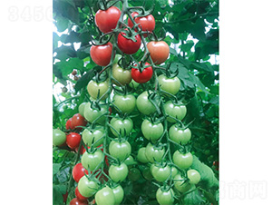 ��ؐ-���ѷN��-����