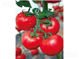 ������̖(h��o)-���ѷN��-����