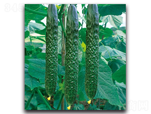 �t��516�S��-�S�ϷN��-����N�I(y��)