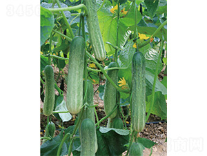 ��DV-67-�S�ϷN��-����