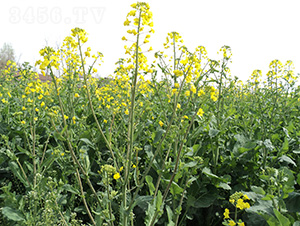 ����5103-�Ͳ˷N��-���r(n��ng)�l(f��)