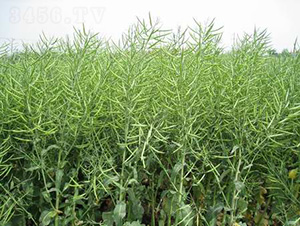 �����s2̖(h��o)-�Ͳ˷N��-���r(n��ng)�l(f��)