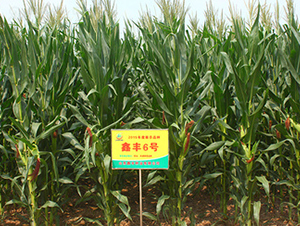 ���S6̖(h��o)-���׷N��-���S�N�I(y��)