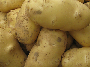 民豐12號(hào)-土豆種子-民豐種業(yè)