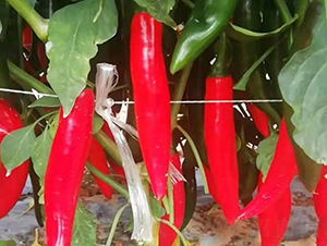 �����n��-�����N��-����r��