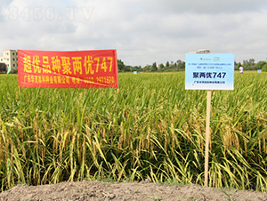 �ۃɃ�(y��u)747-ˮ���N��-�Aï�߿�