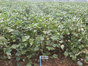 �y�d��15̖(h��o)-�޻��N��-�y�d�N�I(y��)