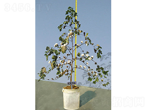 KRZ06-�޻��N��-�y�d�N�I(y��)