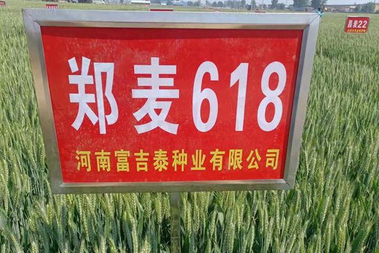 鄭麥618-小麥種子-春曉種業(yè)