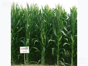 ����958-���׷N��-���߷N�I(y��)