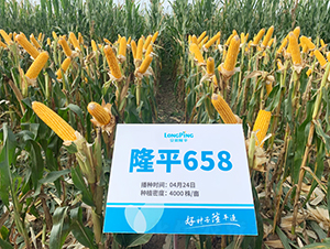 ¡ƽ658-���׷N��-���߷N�I(y��)