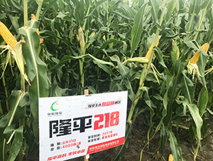 ¡ƽ218-���׷N��-���߷N�I(y��)