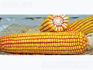 ����89-���׷N��-�����N�I(y��)